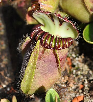 Cephalotus