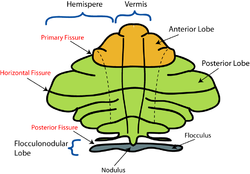 Schematic representation of the major anatomical subdivisions of the cerebellum. CerebellumDiv.png