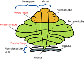 Representação esquemática das principais divisões anatômicas do cerebelo.  Vista superior mostrando o vermis no mesmo plano dos hemisférios cerebelares.