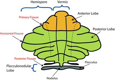 Figure 4: Schematic representation of the major anatomical subdivisions of the cerebellum. Superior view of an "unrolled" cerebellum, placing the vermis in one plane. CerebellumDiv.png