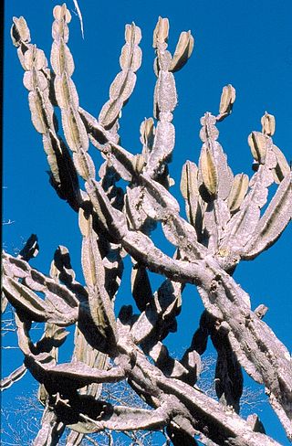 <i>Cereus pierre-braunianus</i> Species of Columnar Cactus