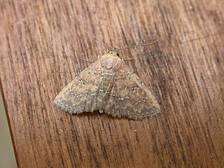 <i>Cerynea trogobasis</i> Species of moth