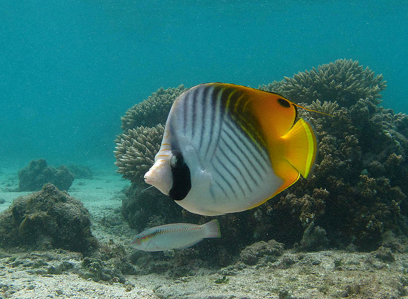 File:Chaetodon auriga.jpg