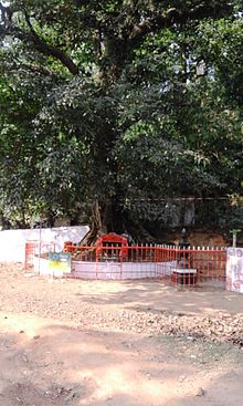The legendary Chain Tree Chain Tree at Lakkidi.jpg