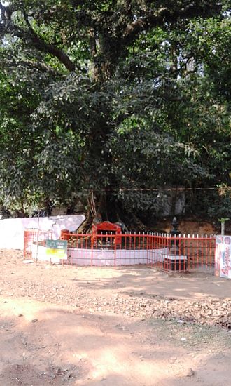 The Chain Tree at Lakkidi Chain Tree at Lakkidi.jpg