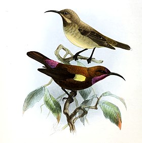 Chalcomitra fuliginosa Keulemans.jpg