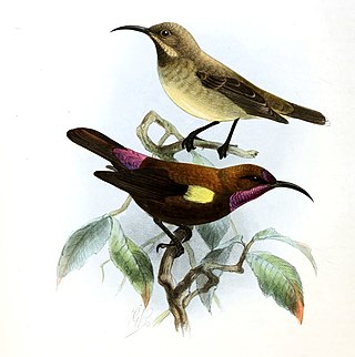 <span class="mw-page-title-main">Carmelite sunbird</span> Species of bird