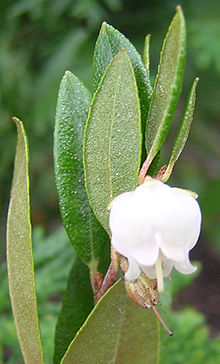 Chamaedaphne calyculata flower.jpg