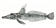 Miniatura para Channichthys richardsoni