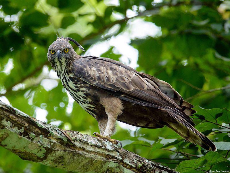 File:Changeable hawk eagle.jpg