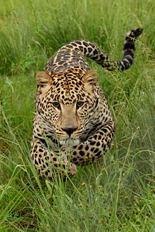 Joven leopardo cazando