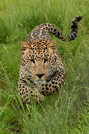 נמר אפריקאי צעיר בתנועת הסתערות, בשמורת הקרנפים והאריות במחוז חאוטנג שבדרום אפריקה.