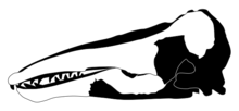 The cranium and mandible of the Charlotte whale (white) restored with the skull of a modern beluga whale (black) Charlotte Whale.png