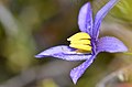 Cheiranthera filifolia (Apiales)