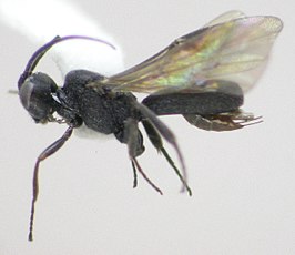 Chelonus gracilis