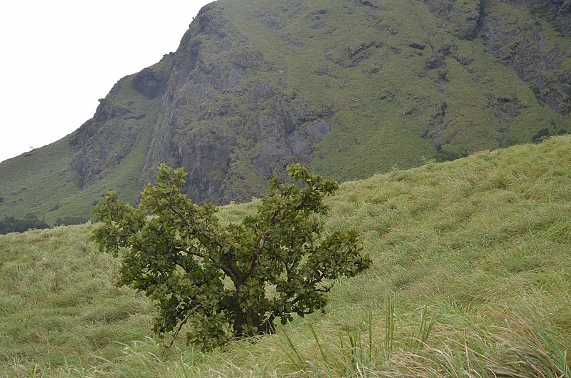 File:Chembra Peak Grass Land, Wayanad Hill - panoramio (17).jpg