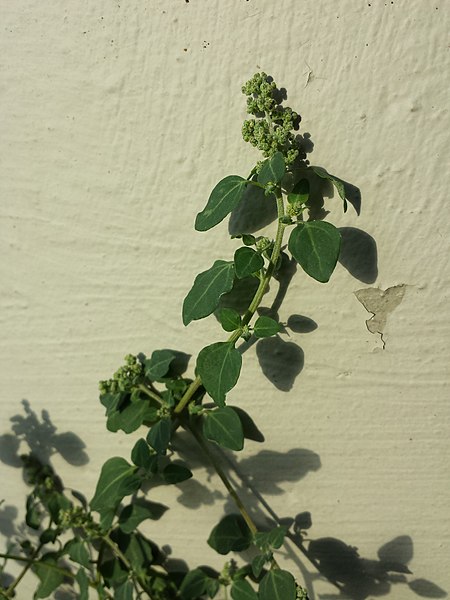 File:Chenopodium vulvaria sl14.jpg