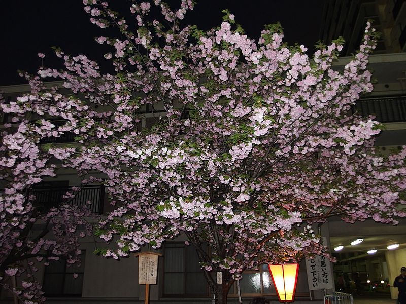 File:Cherry-Blossom-Viewing through the "Tunnel" at Japan Mint in 201504 042.JPG