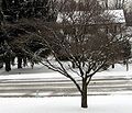 The results of the snowstorm on February 22 in Chester County, Pennsylvania