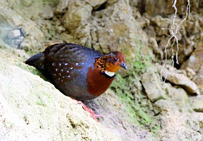 Chestnut-breasted partridge