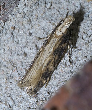 <i>Chionodes hibiscella</i> Species of moth