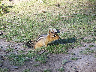 burrow meaning in Telugu burrow translation in Telugu Shabdkosh