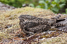 A medium-sized bird with mottled brown and yellow plumage blends with its surrounds, which consist of soil and vegetation similarly mottled