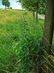 Cichorium intybus Habitus