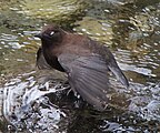 wing with white eyelid