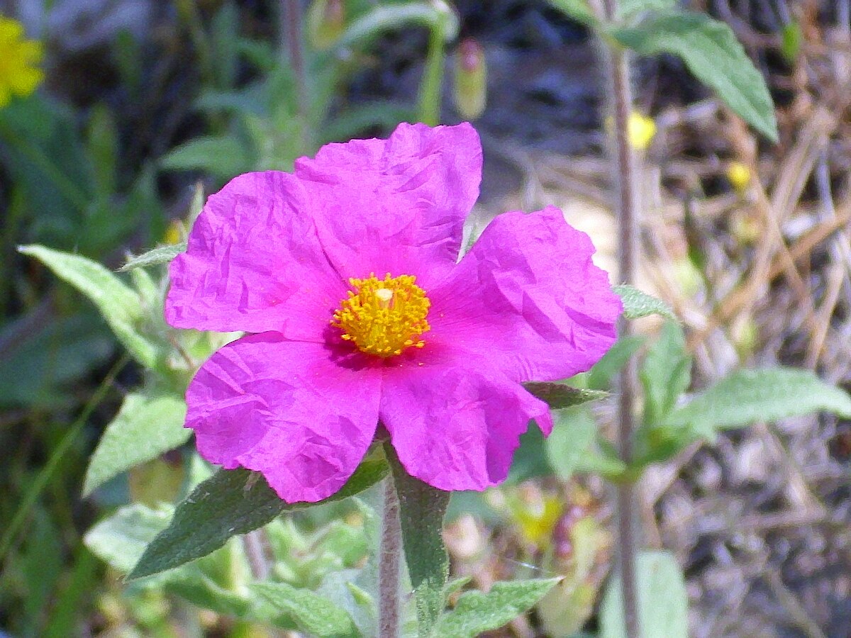 Resultado de imagem para IMA ROSELHA=Cistus crispus,GENS DA PLANTA