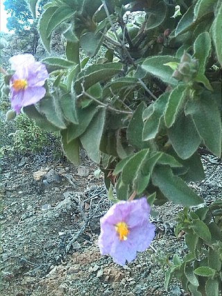 <i>Cistus horrens</i> Species of flowering plants in the rock rose family Cistaceae