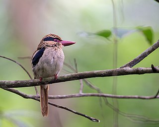 Lilac kingfisher Species of bird