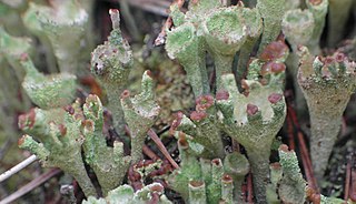 <i>Cladonia pyxidata</i> Species of lichen
