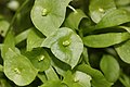 Claytonia perfoliata