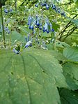 Klematis heracleifolia FlowersLeaves BotGardBln0906. 
 JPG