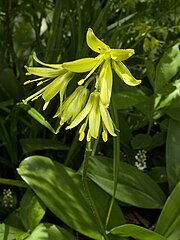 Clintonia borealis Clintonia borealis 140615.jpg