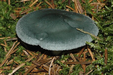 Tricholoma terreum