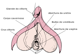 Clitoris anatomy labeled-pt.svg