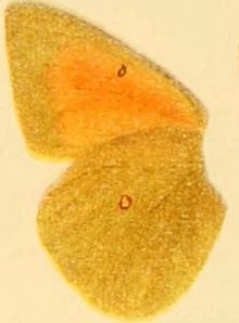 Colias heos Unterseite.JPG