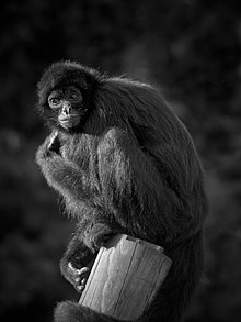 Colombian Black Spider Monkey (3209802292).jpg