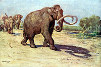 Mamut