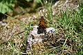 Comma butterfly in a garden at Sharptor