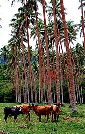 Vanuatu