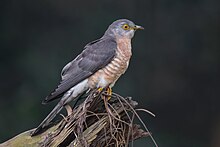 Common Hawk Cuckoo, from Dhaka, Bangladesh Common Hawk Cuckoo, from Dhaka, Bangladesh.jpg