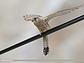 Common Kestrel (Falco tinnunculus) (51304196717).jpg