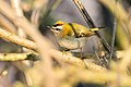 * Nomination: Common firecrest in a bush with its crest showing. --Alexis Lours 00:20, 16 January 2022 (UTC) * Review WB seems off. Comparing to ebird.org, the underside should be white. --Tagooty 04:19, 16 January 2022 (UTC)  Comment The white balance is not off, the brow is white, the underside is cream, the pictures were also taken near sunset (can see it from the shadows and the EXIFs). --Alexis Lours 10:43, 16 January 2022 (UTC)