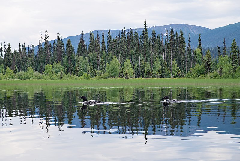 File:Common loons swimming in Swan Lake (DSCF3780).jpg