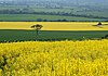 پارکهای Conisbrough - Lonely tree.jpg