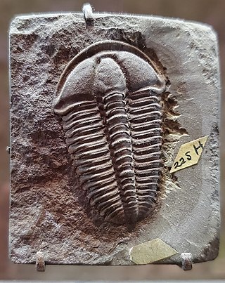 <i>Conocoryphe</i> Genus of trilobites