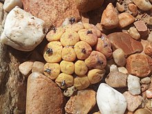 C. truncatum in habitat near Oudtshoorn. Conophytum truncatum - oudtshoorn 1.jpg